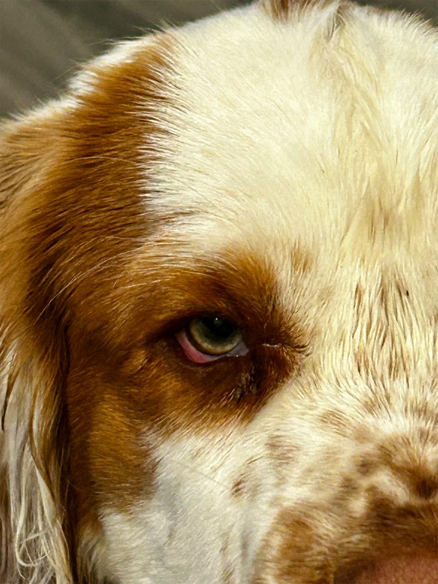 Keeping an Eye on You - Sandra Crittenden
